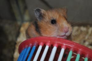 Прикачена снимка