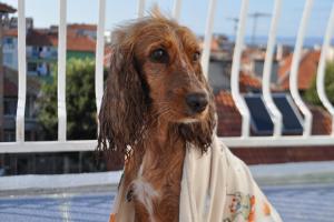 Прикачена снимка