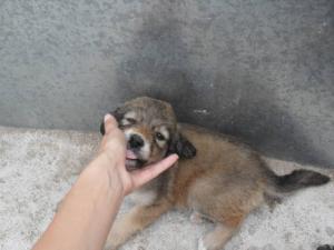 Прикачена снимка