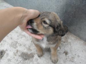 Прикачена снимка