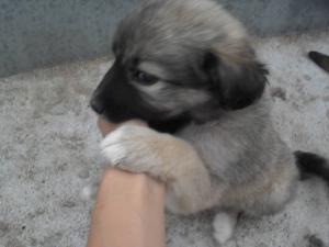 Прикачена снимка
