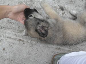 Прикачена снимка