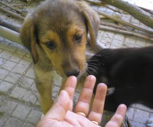 Прикачена снимка