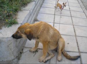 Прикачена снимка