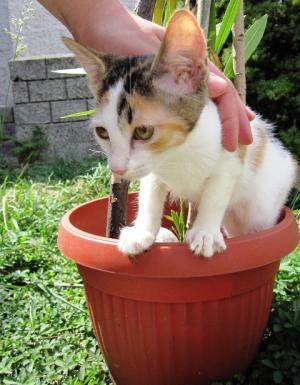 Прикачена снимка