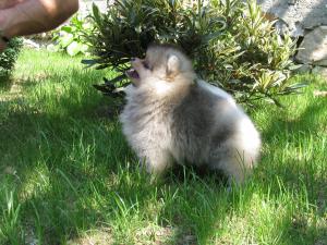 Прикачена снимка