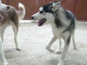 Прикачена снимка