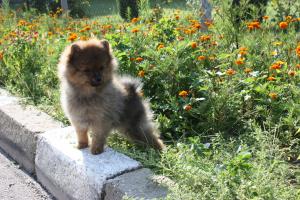 Прикачена снимка