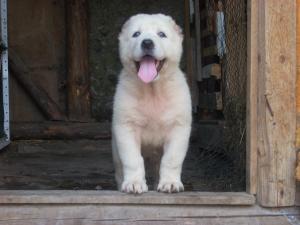 Прикачена снимка
