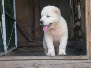 Прикачена снимка
