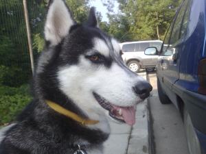 Прикачена снимка