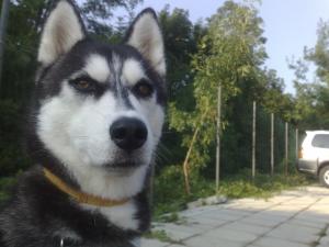 Прикачена снимка