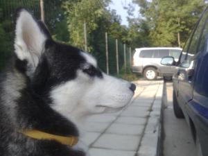 Прикачена снимка