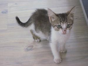 Прикачена снимка