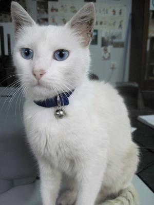 Прикачена снимка