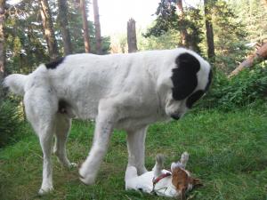 Прикачена снимка