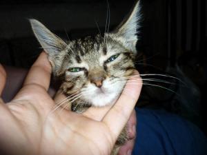 Прикачена снимка