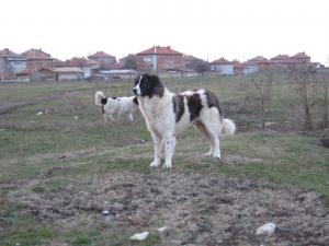 Прикачена снимка