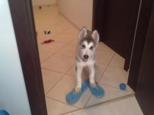 Прикачена снимка