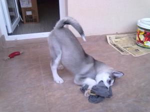 Прикачена снимка