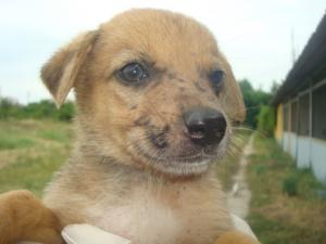 Прикачена снимка