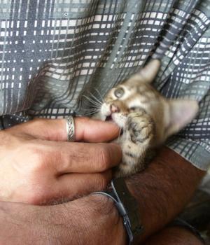 Прикачена снимка