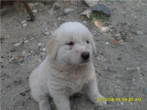 Прикачена снимка