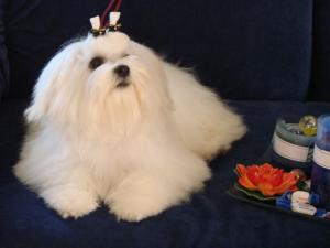 Прикачена снимка