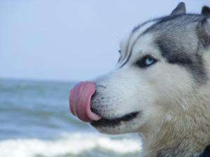 Прикачена снимка