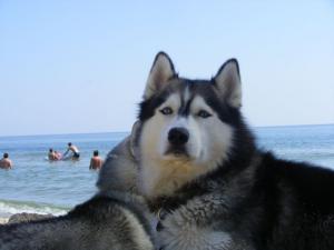 Прикачена снимка