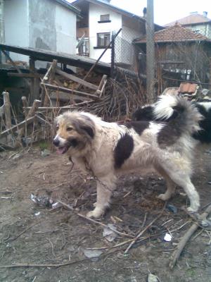 Прикачена снимка