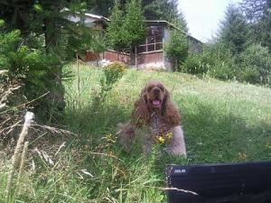 Прикачена снимка