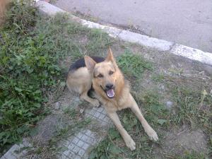 Прикачена снимка