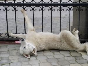 Прикачена снимка