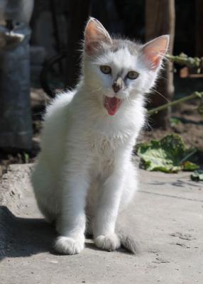 Прикачена снимка