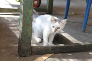 Прикачена снимка