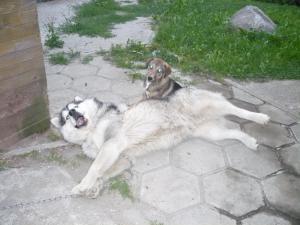 Прикачена снимка