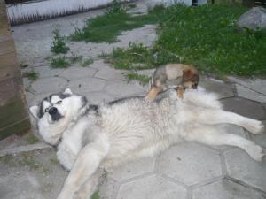 Прикачена снимка