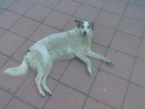 Прикачена снимка