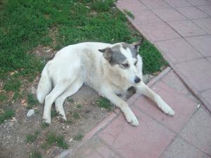 Прикачена снимка