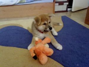 Прикачена снимка