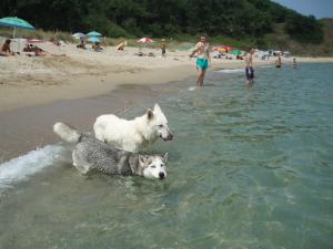 Прикачена снимка
