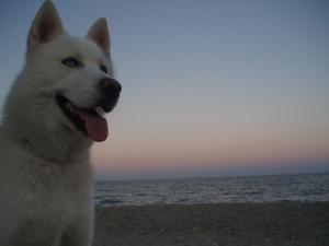 Прикачена снимка