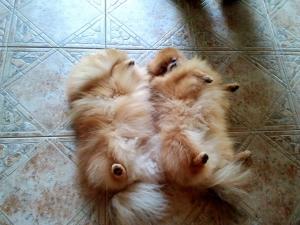 Прикачена снимка