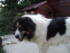 Прикачена снимка