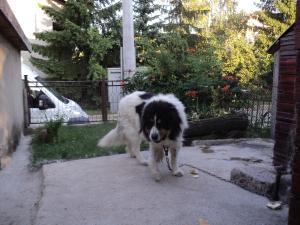 Прикачена снимка
