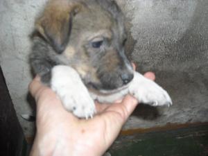 Прикачена снимка