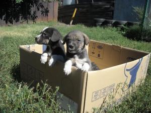 Прикачена снимка