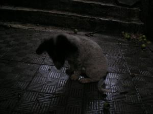 Прикачена снимка