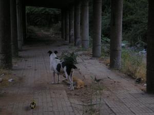 Прикачена снимка